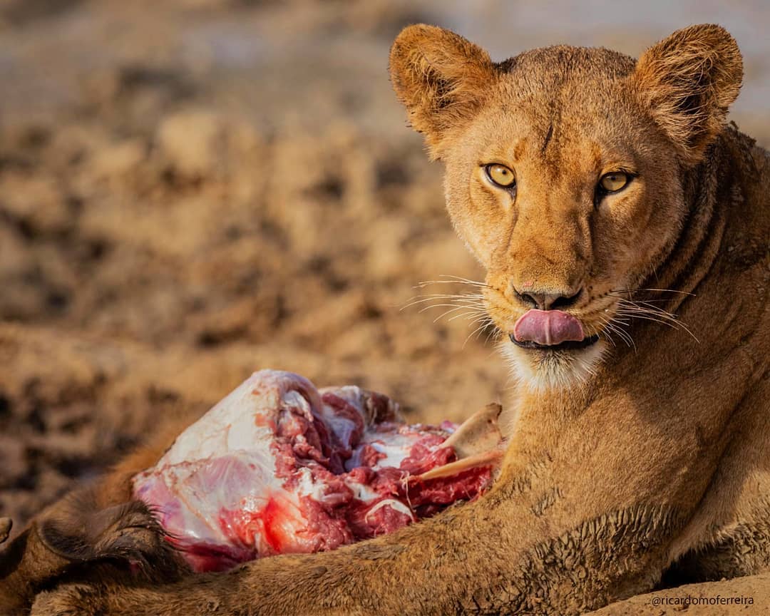 A solo diner in Kidepo Valley National Park enjoying her meal alone, without any desire to share.

#VisitUganda #DubaiAirport #Dubai #Israel #INDIAAlliance #TaylorSwift #Isfahán #WhatsApp #Niger #Switzerland #PremierLeagueDarts #Nkumba #FrancescoBenigno #FrancisOgolla #Estonia