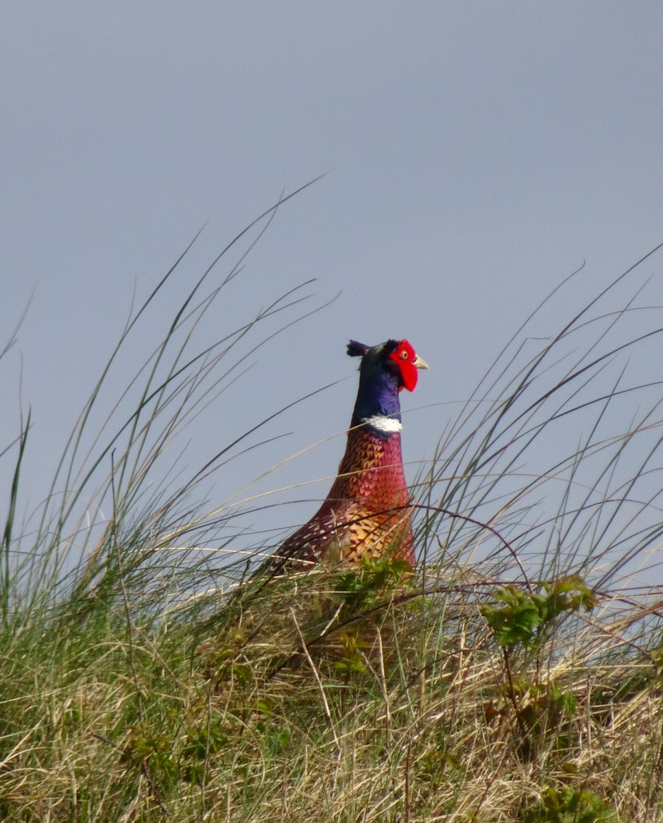 Kijk nou 🍀😃 : heb ik moeite met een verplicht rustdagje op de bank, krijg ik van de natuur zomaar een serenade❣️ #CountYourBlessings #Ameland #Fazant #Kleurrijk #Dierenliefde #LichaamZegtStop #Eilandleven #CarpeDiem