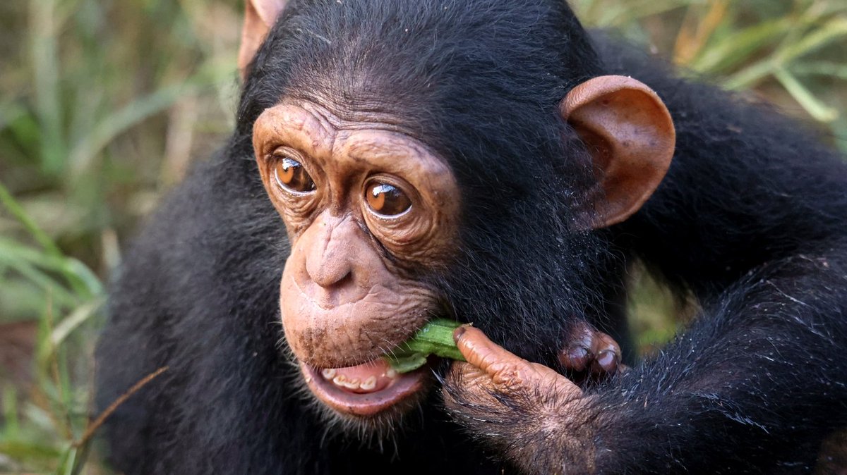 ngambaisland's tweet photo. #Chimpfact
Did you know? Chimpanzees sometimes eat okra!  While it's not their go-to snack, these clever primates may enjoy a bite when they stumble upon it in their habitat. Just like us, they like to mix things up! https://t.co/apAfm230D6