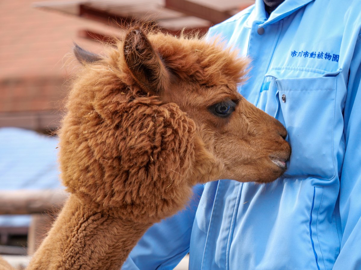 #飼育の日
①②#羽村市動物公園 #ヒノトントンZOO #アメリカビーバー #シロオリックス
③④#市川市動植物園 #アフリカタテガミヤマアラシ #アルパカ
(胸ポケットにおやつが入っています)