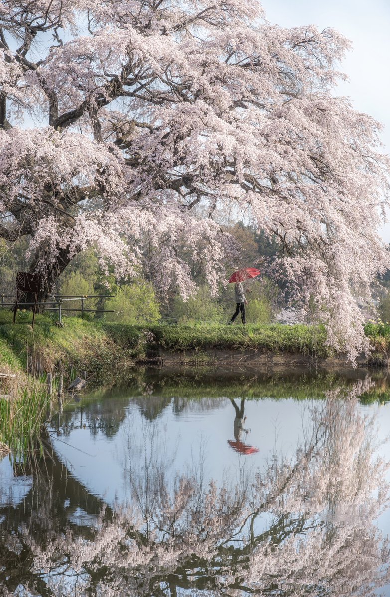 芳水の桜が最高に美しかった🌸

#東京カメラ部