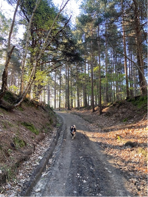 Morning...busy busy. 
#writingcommunity #amwriting #booktwitter #bookx
#bordercollie #colliesoftwitter #lovecollies #authordogs #xdogs #xcollies #readingcommunity