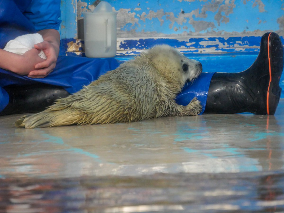 今日は #飼育の日
動物たちのお世話や、ガイド、ショー、SNSなどいつも本当にありがとうございます！
①#いしかわ動物園 #ホワイトタイガー
②#東山動植物園 #アジアゾウ
③#NIFREL #ミニカバ 
④#しながわ水族館 #ゴマフアザラシ