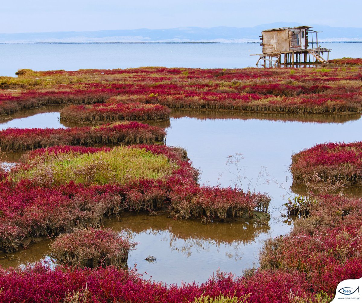 📅This Sunday, April 21st, we celebrate #EarthDay at Gallikos River's #biodiversity through a BioBlitz on @inaturalist! 👉More about the BioBlitz: bit.ly/3vYudZn 👉Register for your participation in the event here: bit.ly/3PNj9F4