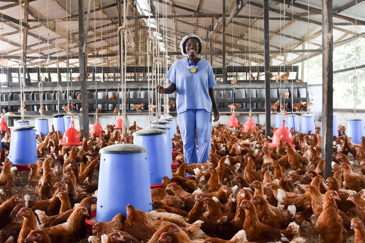 Poultry Value Chain in Ghana
Full Story: rggnews.com/poultry-value-…
#rggnews
#agriculture #poultryfarming #farming