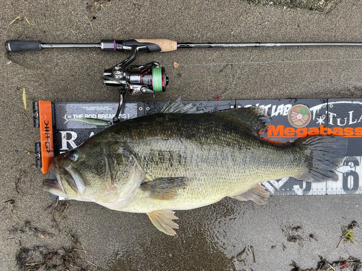 fishing10910141's tweet photo. がにさすで手足がくがく系です‼️

ヴィローラ4inをフォールでボトムまで追わせてそのままボトムピクピクでﾊﾌｯ。

日中オカッパリサイトの最高の三拍子！

59㌢/4410g！

文句なしのモンスターでしょ！ https://t.co/akTuiDrKGp