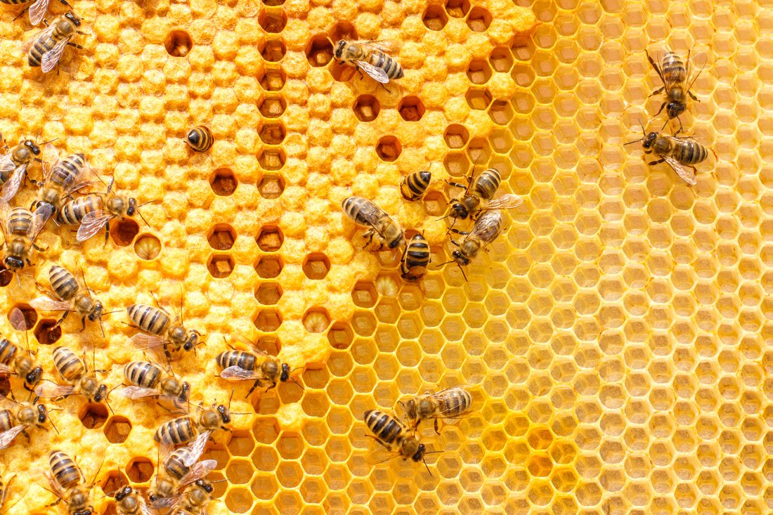 Check out the newly released paper 'The Buzz About Honey-Based Biosurveys' by Paton Vuong, Anna Poppy Griffiths, Elizabeth Barbour & Parwinder Kaur. Fantastic work! Read the full paper here: doi.org/10.1038/s44185… #Bees #Honey #Biogeography