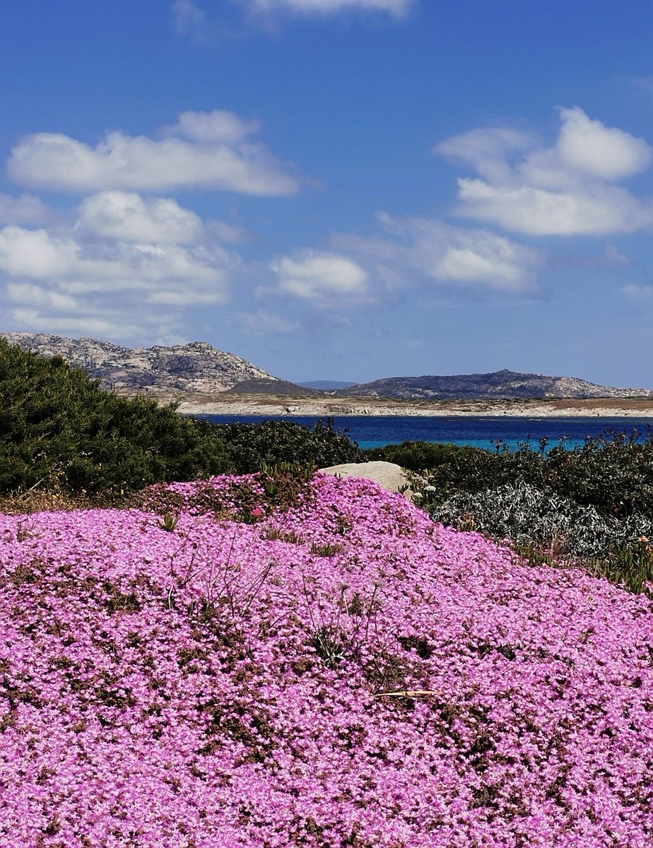 guardando l'Asinara... #Sardegna #DettagliDelPaesaggio #VentagliDiParole @VentagliP