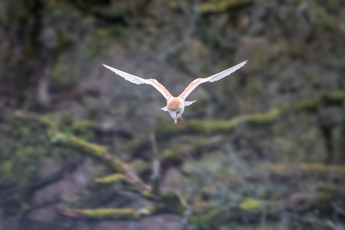 Barn owl hunting in the valley this morning #Cumbria