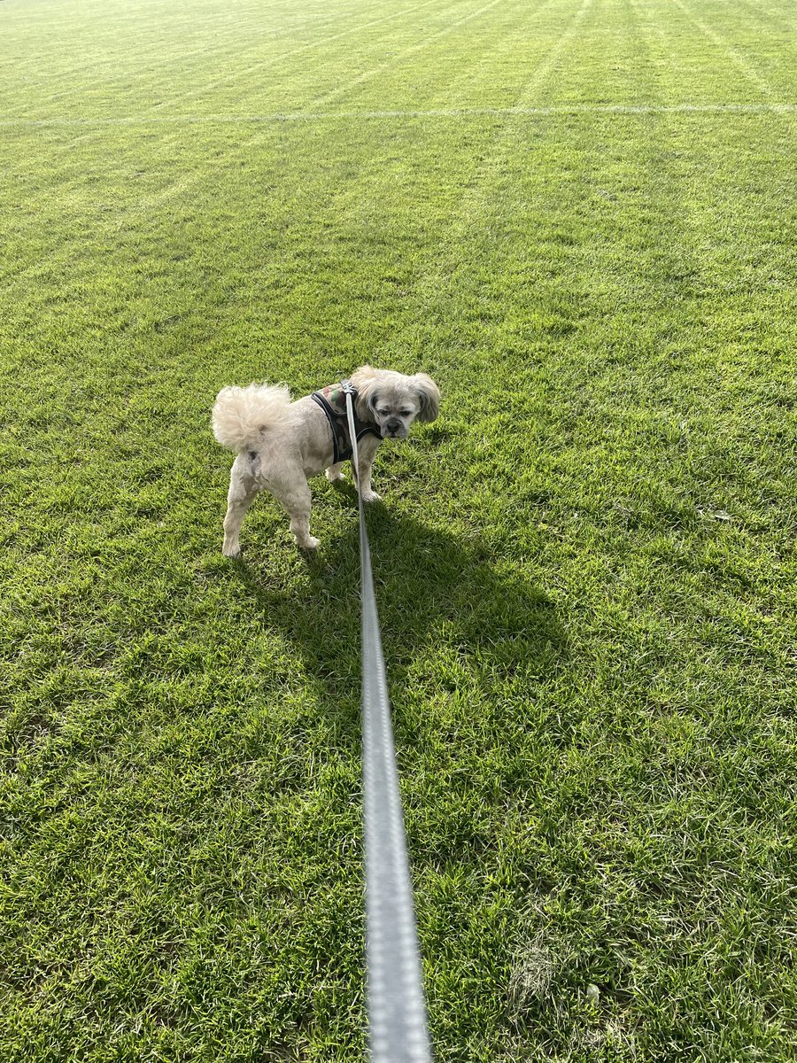 jo_jbf's tweet image. Happy Friday everyone - the sun is shining &amp;amp; I have my field to myself &amp;amp; want to be off the lead 🐶🐾🐶🐾 #DontLookBackInAnger