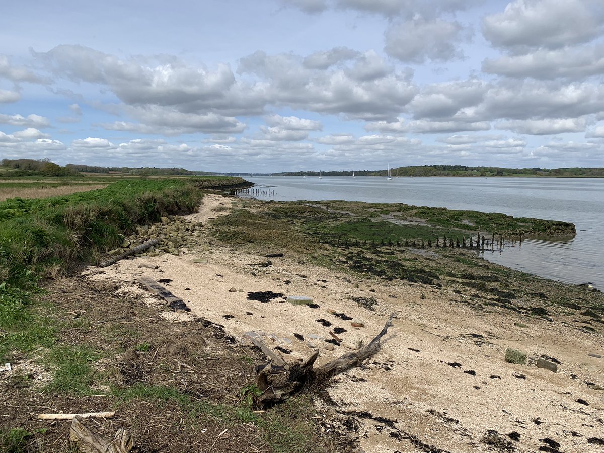 While doing #watervole surveys on grazing marshes near Shotley #Suffolk found my first groundhopper of the year! <a href="/OrthopteraCH/">Orthoptera.ch</a> #insects #Orthoptera love these little guys