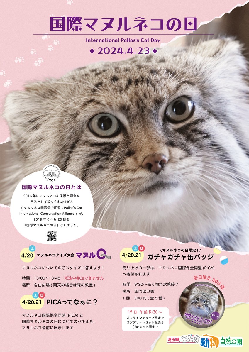 saitamazoo_tw's tweet photo. 4月23日は国際マヌルネコの日です。マヌルネコの保護と調査を目的として設立されたPICA（マヌルネコ国際保全同盟）が、2019年から4月23日に制定しました。
埼玉県こども動物自然公園ではマヌルネコへの理解を深めていただくためのイベントを行います。 https://t.co/UoHVVuCyCY
