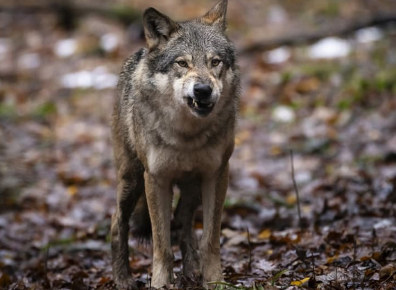 Philipp Burkhardt tweet media