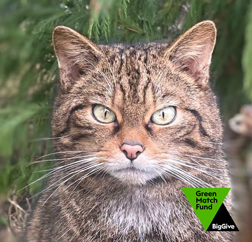 This week you can DOUBLE your support for wildcat conservation by donating via the @BigGive who will match your donation 🧡 Secure a future for the Highland tiger today ➡ bit.ly/savingwildcats…