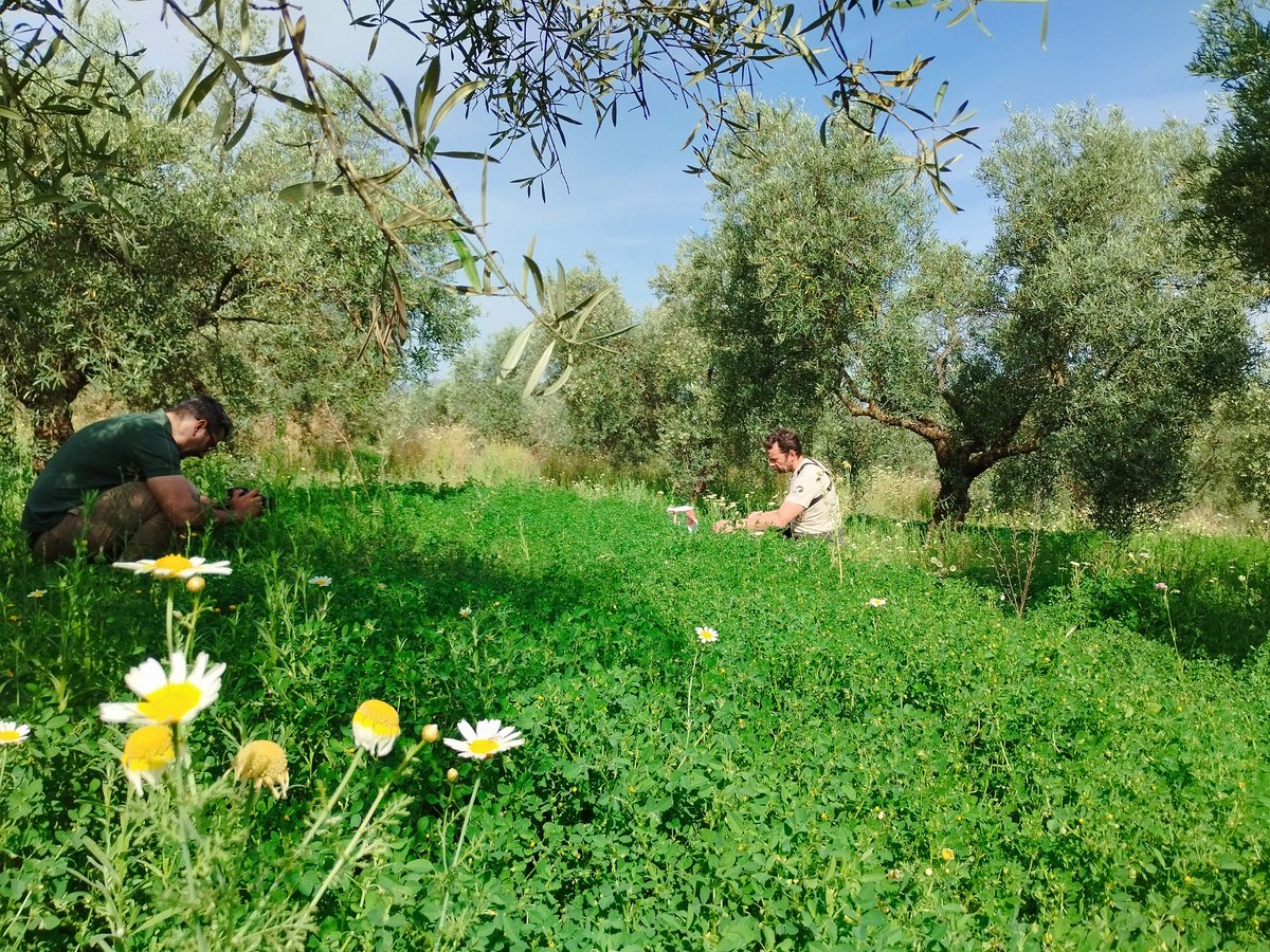 Análisis de cobertura vegetal estos días en el marco del G.O. #CoverOlive. @GrupoDcoop @cei_A3 @Univcordoba @ujaen @Cantuesoseeds @PCOlivarero @agrestascoop @SEO_BirdLife @eucapnetwork #cubiertasvegetales @EIPAGRI_SP