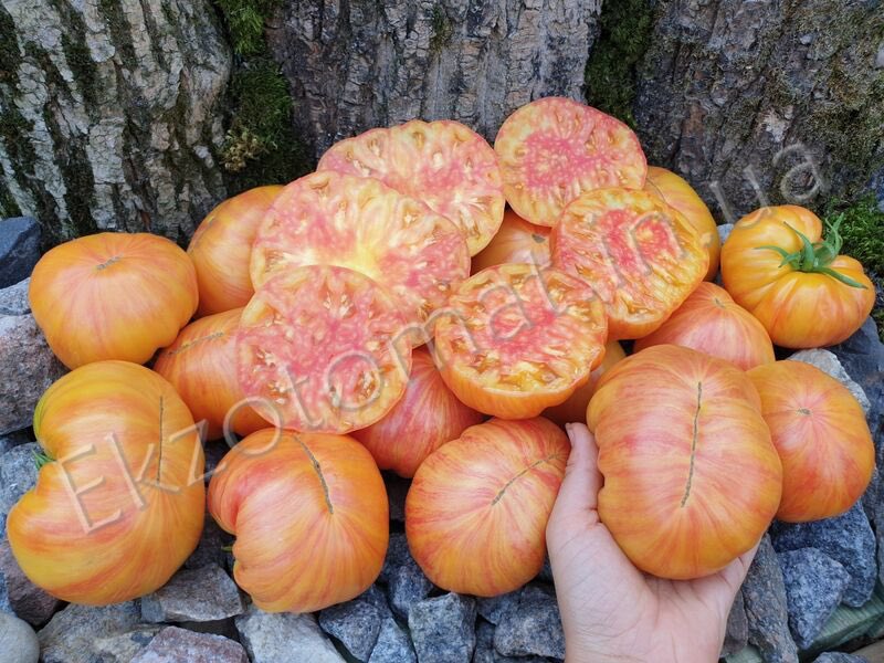 blaencamelbox's tweet image. Some of this weeks tomato plant varieties Lithium Sunset, lucid Gem and Rebel Star fighter Prime. Available at @PontcannaMarket and through our veg boxes