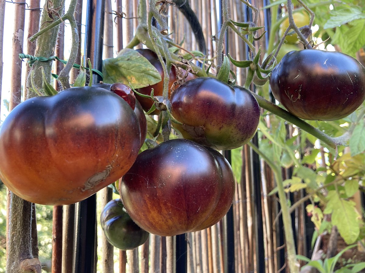 blaencamelbox's tweet image. Some of this weeks tomato plant varieties Lithium Sunset, lucid Gem and Rebel Star fighter Prime. Available at @PontcannaMarket and through our veg boxes