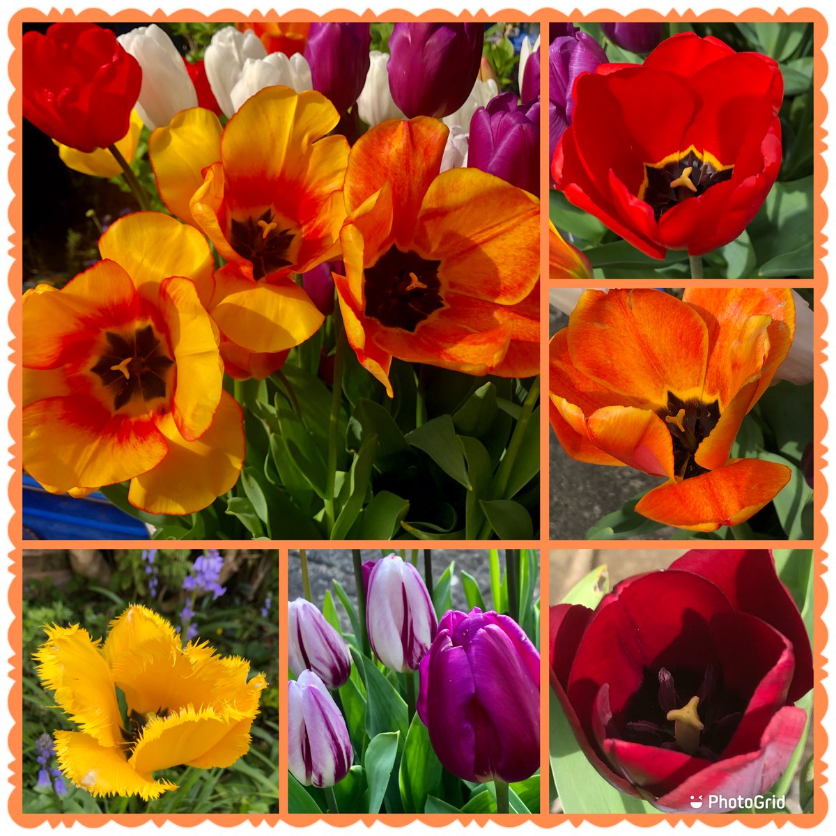 Tulip Joy & some sun this week 🌷💐🌷🌞☀️🌞#FlowersOnFriday #Tulip #COLOUR #Flowers #MyGarden