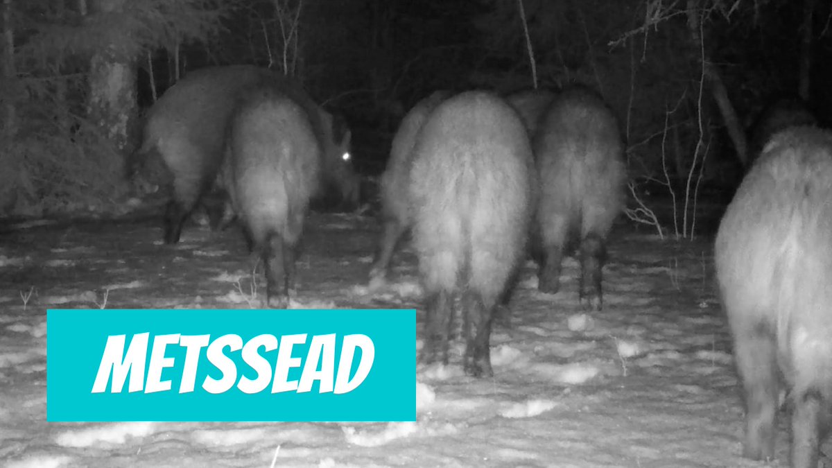 elurikkus's tweet photo. VIDEO: Metssiga (Sus scrofa; Wild boar) https://t.co/2AFMh8ynX4
🎥 Arnold Kristjuhan
📍#Eesti, #Rapla maakond, #Märjamaa vald, #Lestima küla, #Hageri
🕐2024-01-29
#Metazoa #Chordata #Vertebrata #Mammalia #Theria #Eutheria #Laurasiatheria #Artiodactyla #Suina #Suidae #Sus https://t.co/FZVi7ld6TC