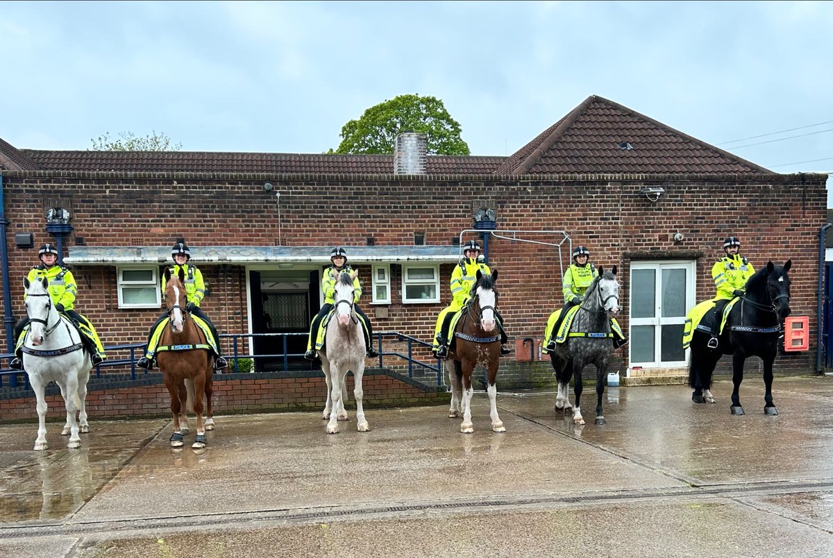 We have some new additions to our #MerPolSuperSix today! Brego and Albie have joined Owen, Silver, Beau and Carter on a group local patrol. This helps our younger horses gain confidence and gain some experience in working in a team. #StandTall #PoliceHorseInTraining