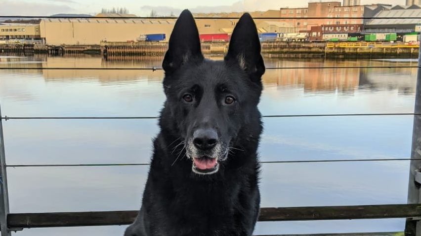 PD Bodie who served loyally with Police Scotland has sadly passed away. We thank you for your life of service Bodie, our thoughts are with your family at this difficult time. 🌈💙🇬🇧🐶