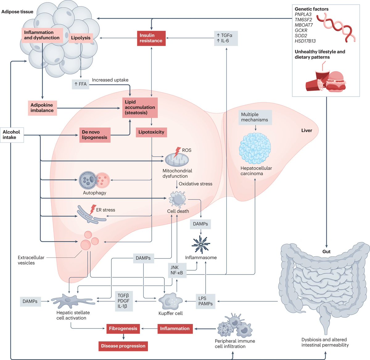 #MASLD (#NAFLD) & alcohol-related liver disease share pathophysiological features and are leading causes of chronic liver disease worldwide

Find out more about their intersection & management in this REVIEW
rdcu.be/dFbG2
#WorldLiverDay