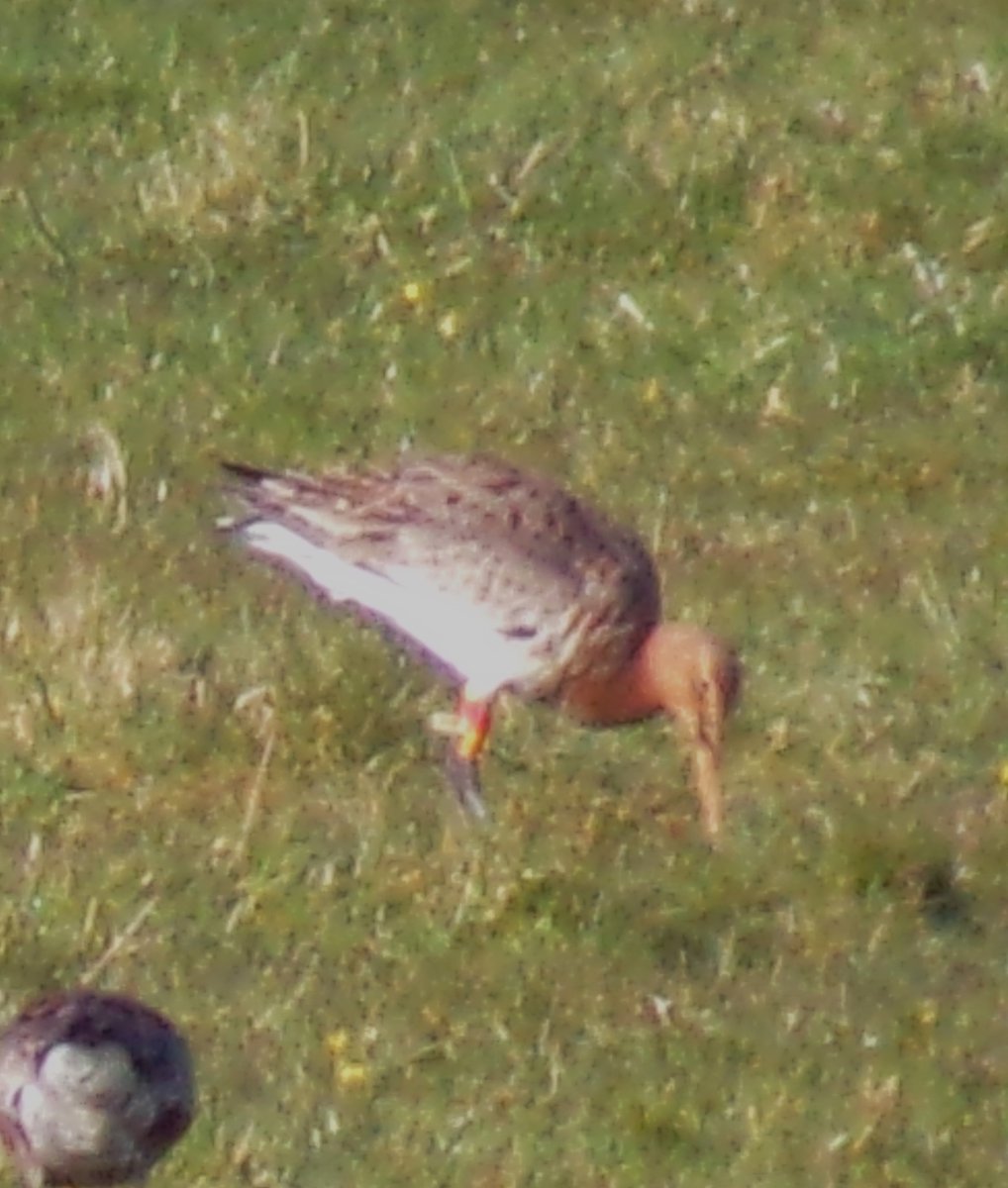 Lots more Black-tailed Godwits about on #Tiree just now including the first colour-ringed bird (lime flag) at Heylipol this morning @GrahamFAppleton @JenGill3