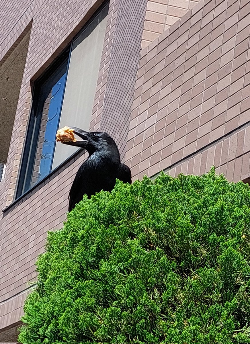 カラスと唐揚げ