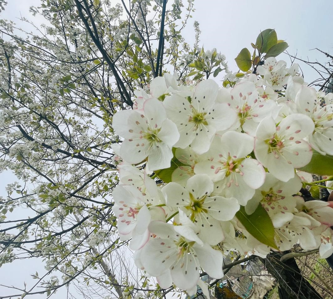mihome356's tweet photo. "𝐍𝐚𝐭𝐮𝐫𝐞'𝐬 𝐩𝐮𝐫𝐢𝐭𝐲, 𝐢𝐧 𝐊𝐚𝐬𝐡𝐦𝐢𝐫'𝐬 𝐝𝐞𝐞𝐩 𝐯𝐚𝐥𝐥𝐞𝐲𝐬, 𝐰𝐡𝐢𝐭𝐞 𝐟𝐥𝐨𝐰𝐞𝐫𝐬 𝐠𝐥𝐞𝐚𝐦, 𝐝𝐫𝐞𝐚𝐦𝐬 𝐟𝐥𝐨𝐰 𝐢𝐧 𝐬𝐭𝐫𝐞𝐚𝐦𝐬"
#gntm #DubaiFlooding #TSTTPD https://t.co/x01r8LsDlR