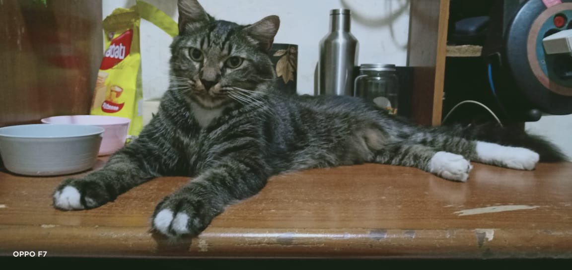 Marcellcsr's tweet photo. Yang merasa kehilangan kucing di daerah Tebet Barat Dalam bisa langsung dm aja ya! Ini kucingnyaa🥹 https://t.co/hAT3AWMXAe