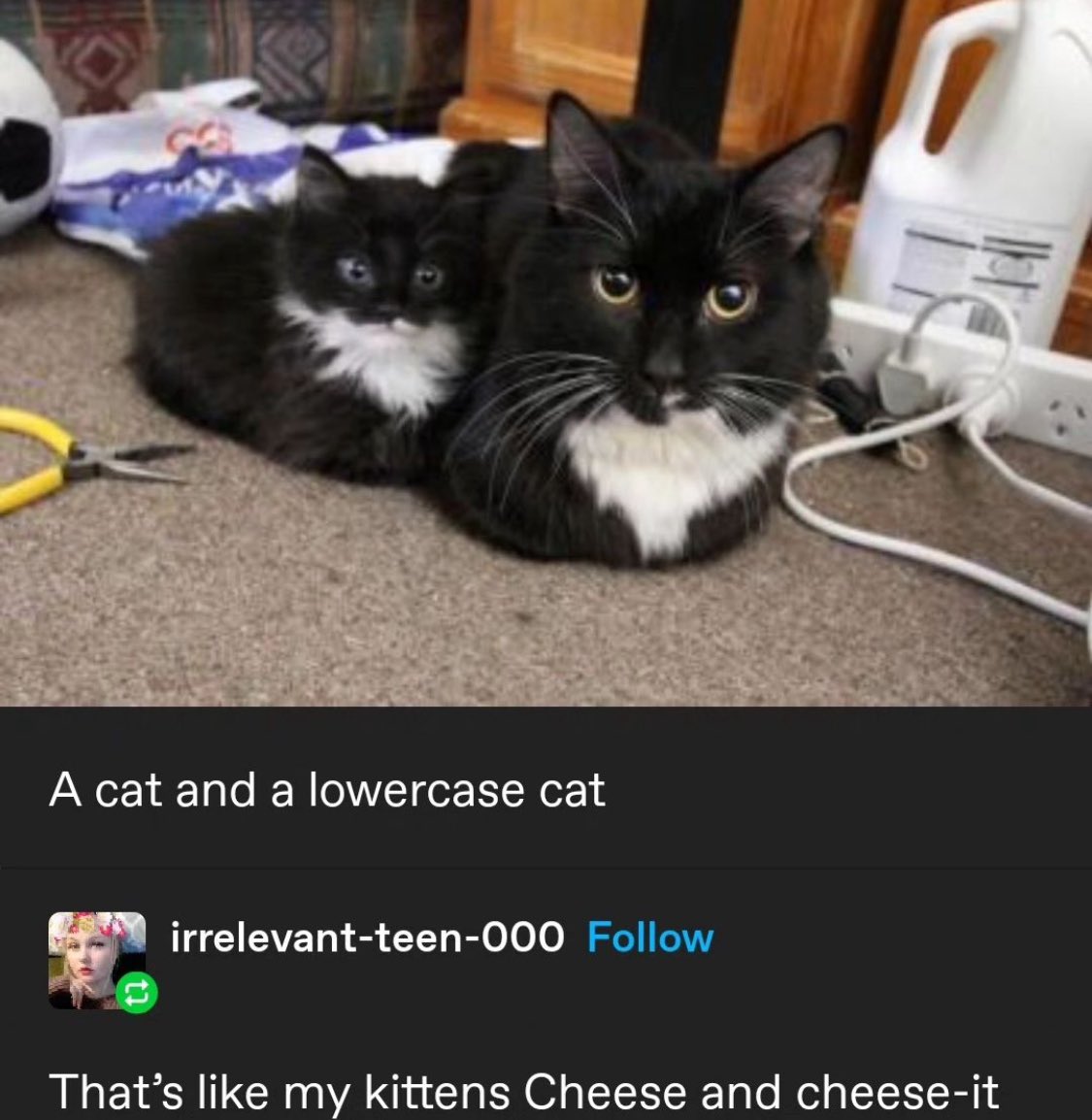 Punch Cat tweet media