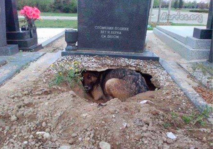 Un chien a creusé un trou dans la tombe de son maître qui vient de mourir pour qu'il puisse être proche de la personne qu'il aime le plus ! 😔😔

Rien au monde ne peut se comparer à l'amour et à la fidélité d'un chien envers son maître ❤