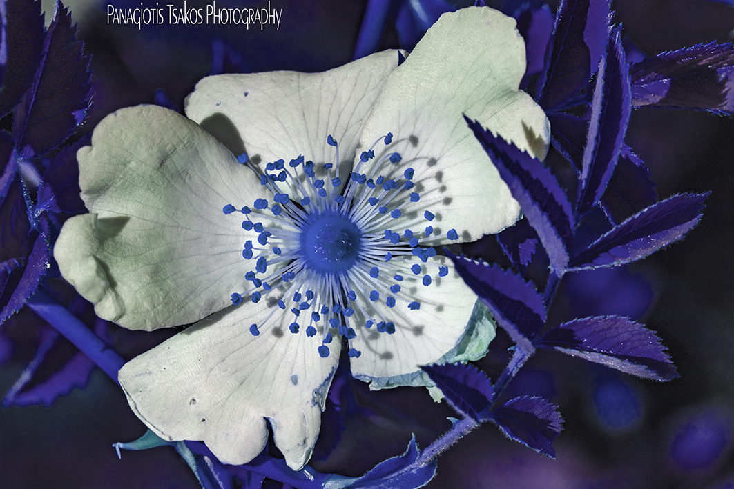 Blue core

#flowers #flower #petal #petals #nature #beautiful #love #pretty #plants #blossom #sopretty #spring #summer #flowerlovers #flowerporn #botanical #floral #florals #flowermagic #bloom #blooms #floweroftheday #photo #photograph #photography #tbt #photooftheday #cute