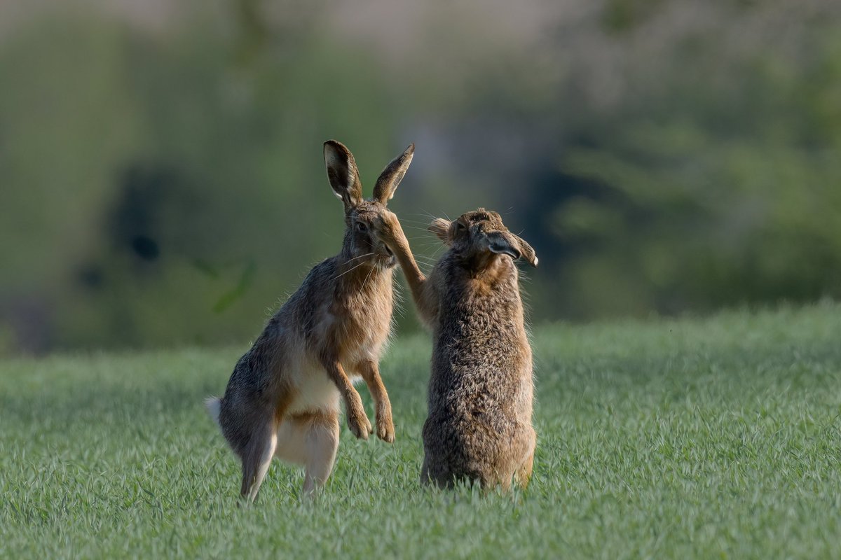 Take that Romeo!
#hare #brownhare #boxinghare #Springwatch #BBCWildlifePOTD #Norfolk #wildlifephotography