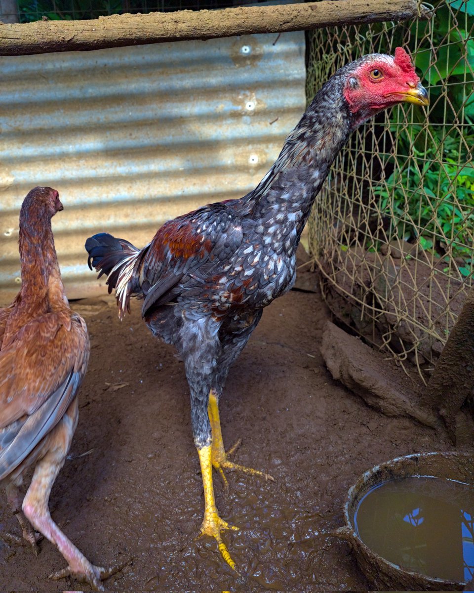 La jeunesse 🐓 🇷🇪 📷 #coq #coqdecombat #coqdecombat974 #combatdecoqs #chicken #chickens #aseel #sabong #ayamaduanjogja #galos #gamefowl #gamecocks #gamecock #shamo #oshamo #rooster #roosterofinstagram #roostersofinstagram #beautiful #beauty #bird #birds #birdlovers