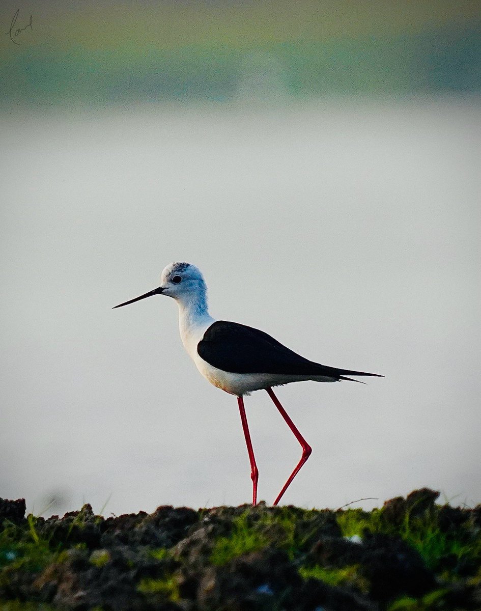 Getting perfect clicks is like getting Moksha 🤩 #birdphotography