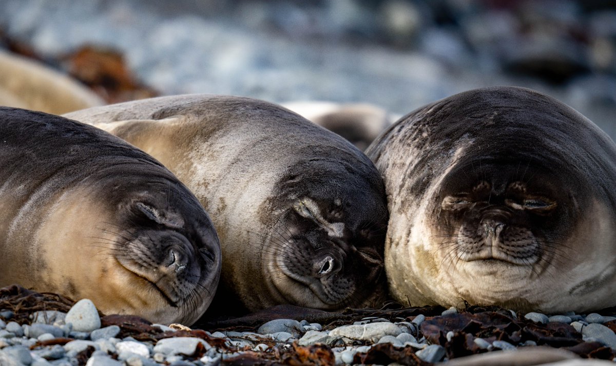 It’s hard work being an elephant seal. Southern elephant seals can dive for up to 2 kilometres and hold their breath under water for up to 2 hours! Find out more about these amazing creatures here 👉antarctica.gov.au/about-antarcti… 📷 Nanching Lee