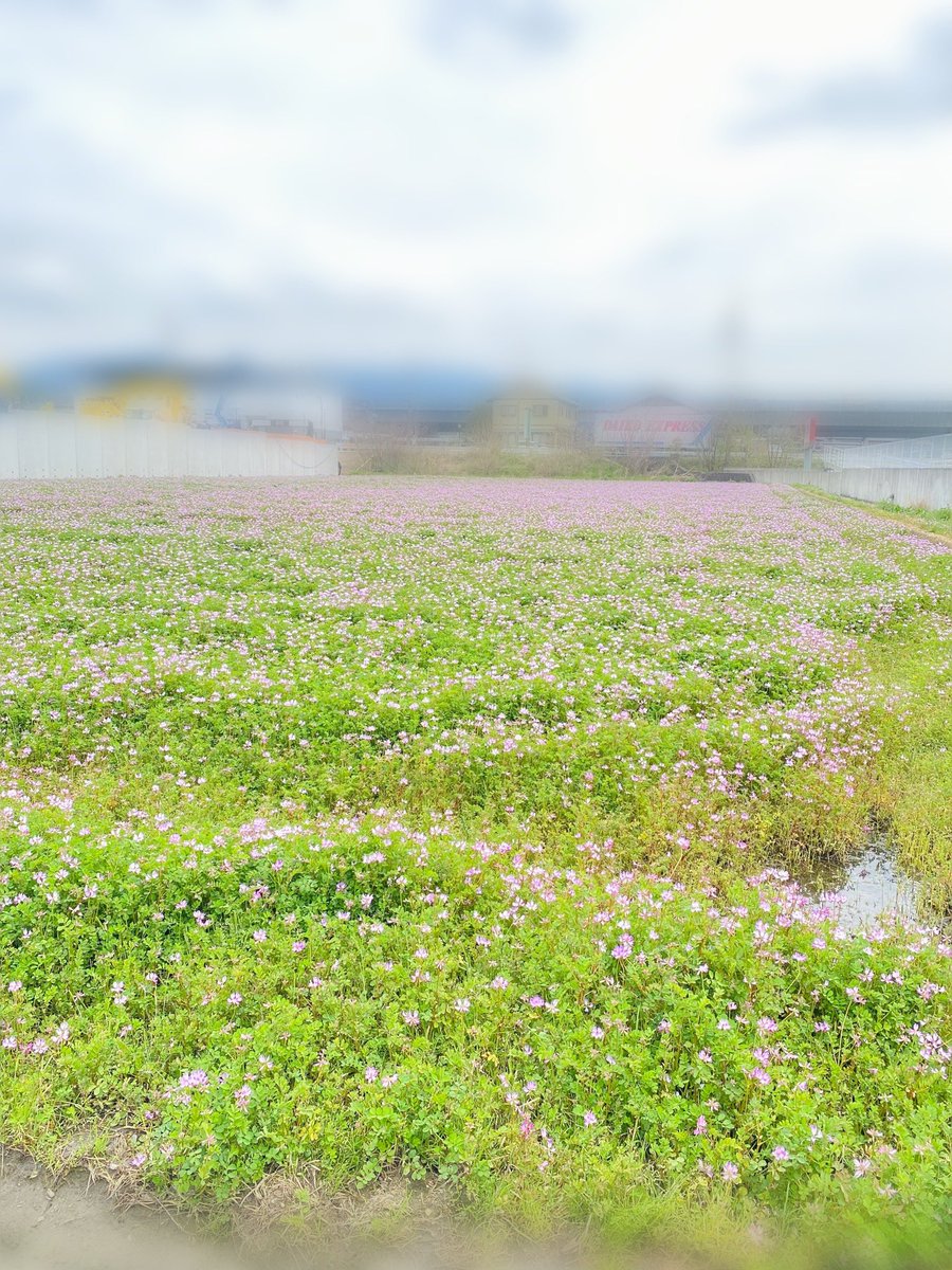 蓮華畑って少なくなったなぁ