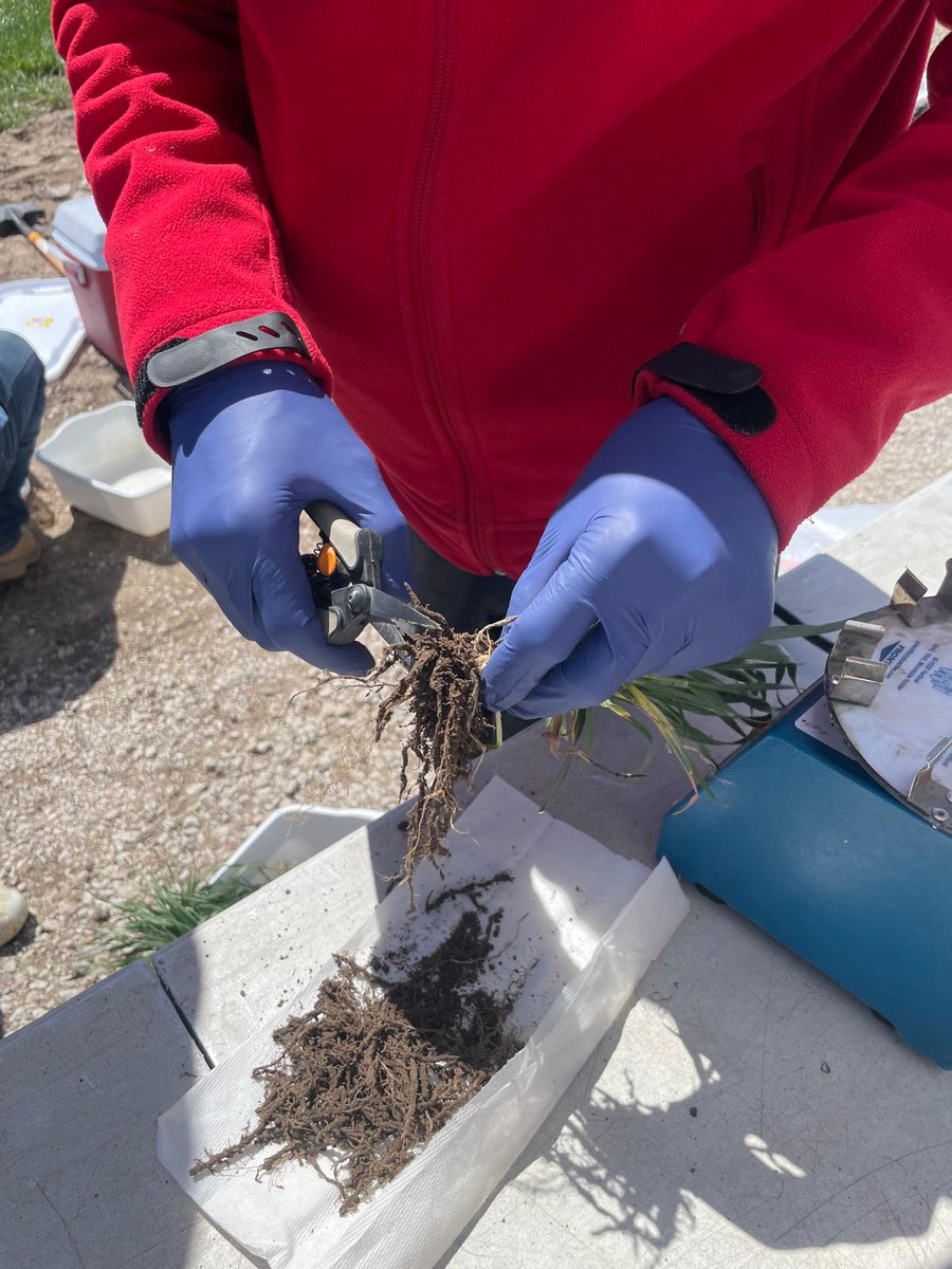 Our study on wheat roots in western Nebraska is underway! A farmer's concern inspired us to delve into the hidden half of both old-fashioned and modern wheat cultivars in terms of root architecture and changes in the belowground microbial communities. Stay tuned for the outcomes!