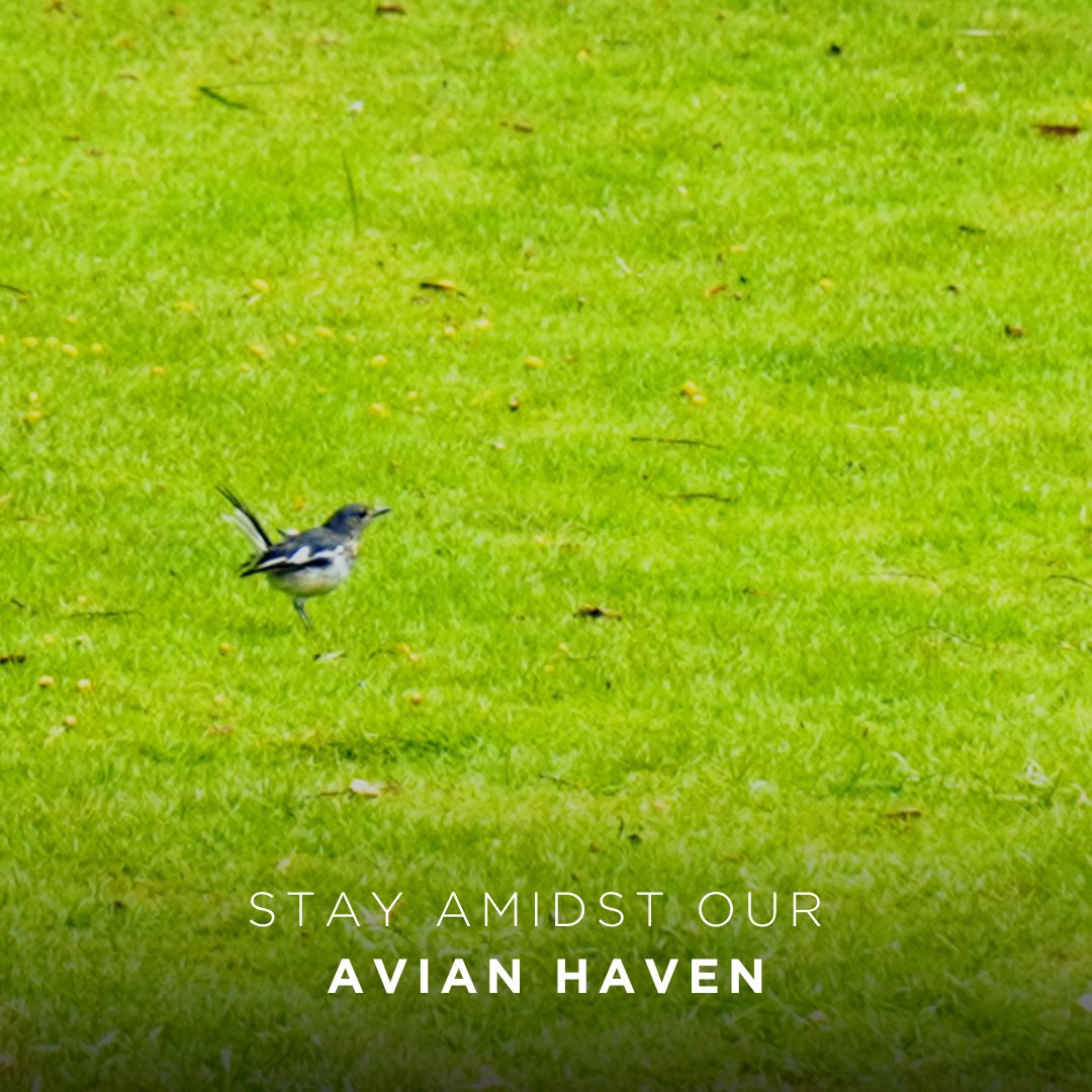 Escape to our avian sanctuary, where melodious chirps and graceful wings find home in our lush landscapes at Angsana Oasis Spa and Resort. ​
​
☎ at +91 98452 11036 or ✉ at bangalore@angsana.com​​
​​
#AngsanaOasisSpaAndResort #AngsanaHotels #SenseTheMoment