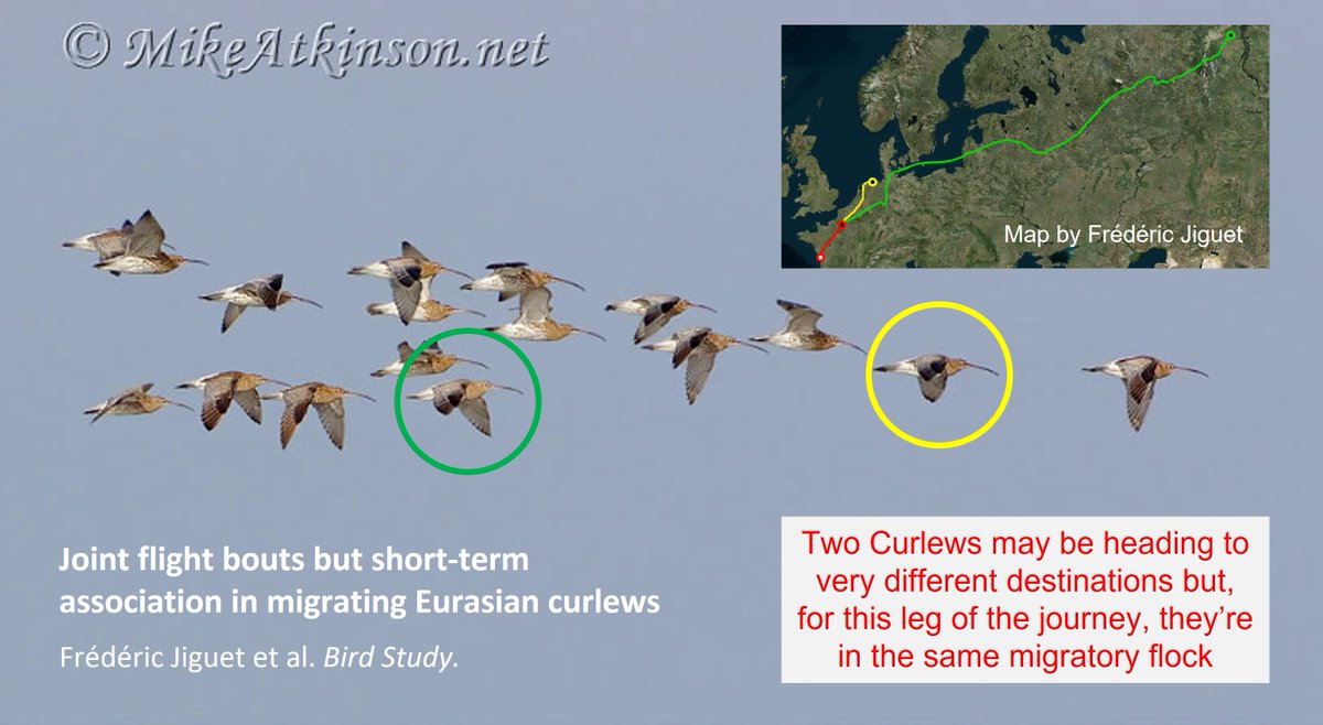 When you see a flock of migrating #waders #shorebirds, do you wonder how the birds know where to go or who travels with whom? Some insights from tracking: wadertales.wordpress.com/2021/08/25/the… Paper by @JiguetF #ornithology