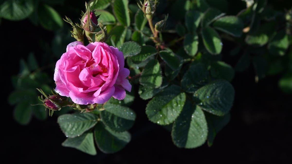 بداية موسم الورد الطائفي The Taif rose season 🌸💖