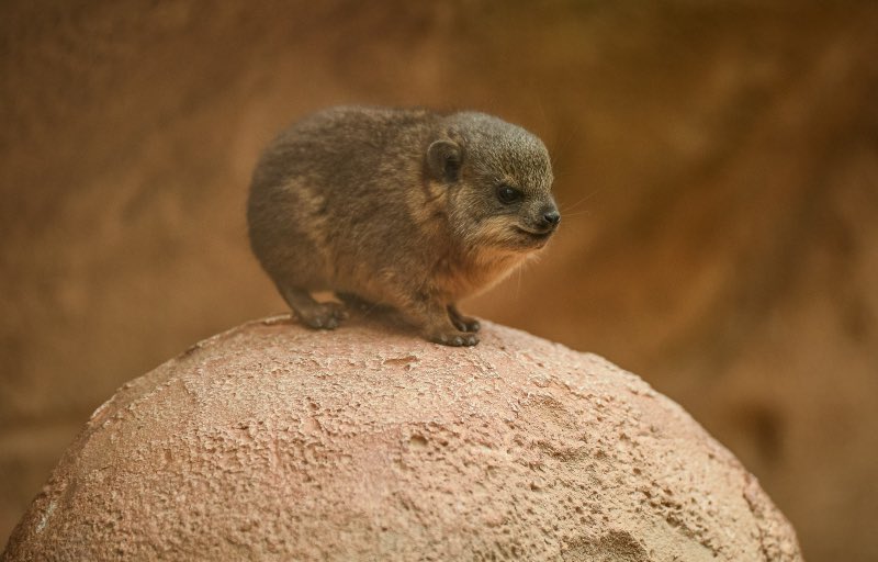 I’m obsessed with Hyrax’s & you should be too.