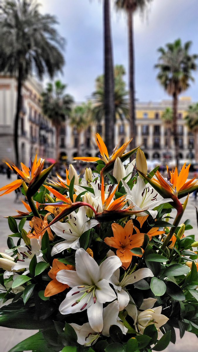 #Catalunya #Barcelona #CiutatVella #lovebcn #afternoon #promenades #architecture #wanderlust #square #streetphoto #PlaçaReial #bouquet