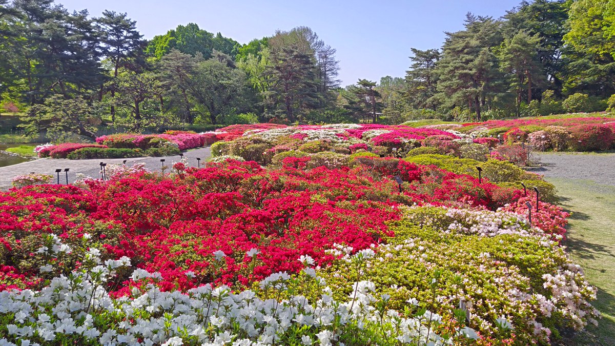 本日（4/19）のつつじ園の様子です。
青空の下、色鮮やかな #ツツジ が見ごろを迎えています。
The colorful azaleas are in full bloom!（広報係）
#神代植物公園 #花のある風景 #botanicalgarden #azalea　#躑躅 
▽Rhododendron