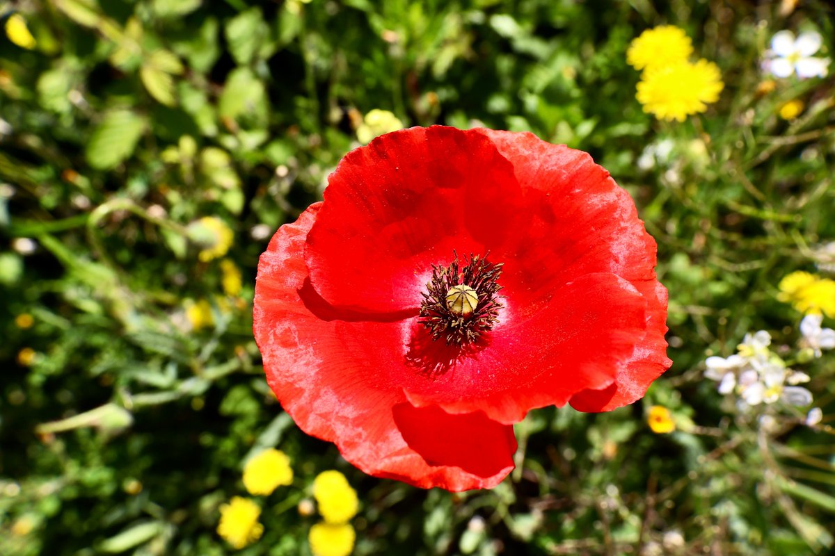 From my hikes...

Today is red: Papaver rhoeas.

Have a good day!

#hiking #wildflowers #nature #naturelovers