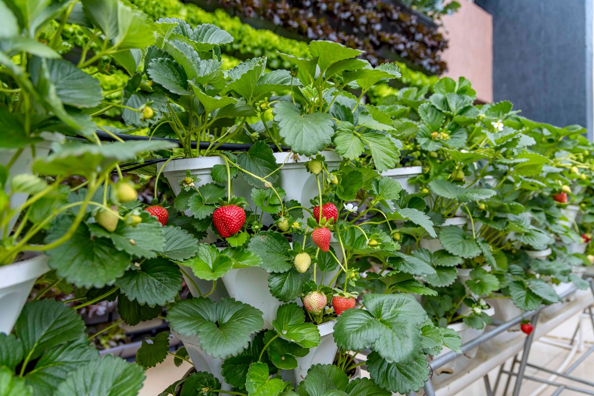 jcniyomugabo's tweet image. WHY YOU SHOULD CONSIDER VERTICAL FARMING IN AFRICA?  

Illegal thread👇🏼