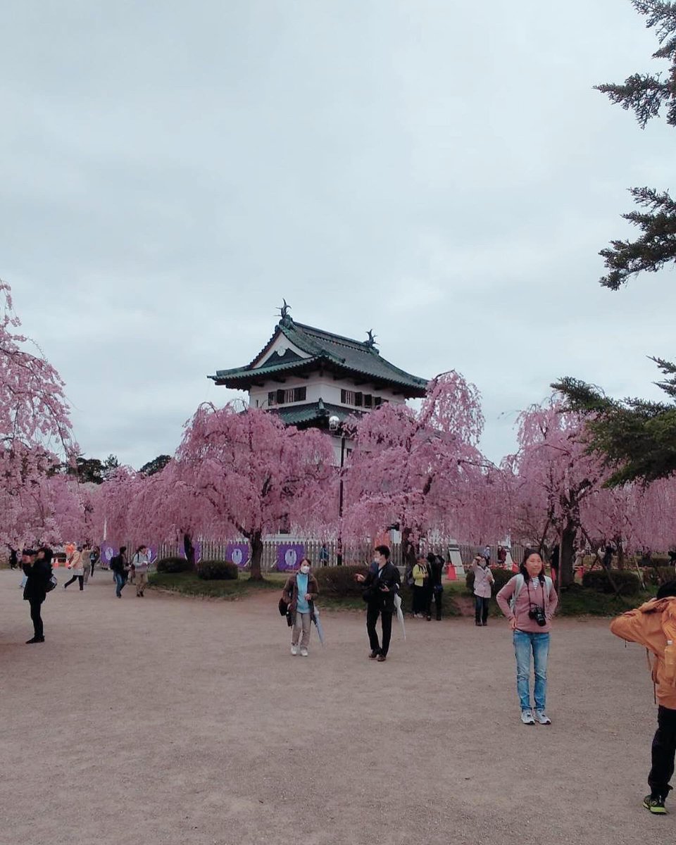 実家の親から毎年恒例となった弘前の桜の写真が送られてきた。ありがたい！ 水辺に映ってる感じ何かいいな。