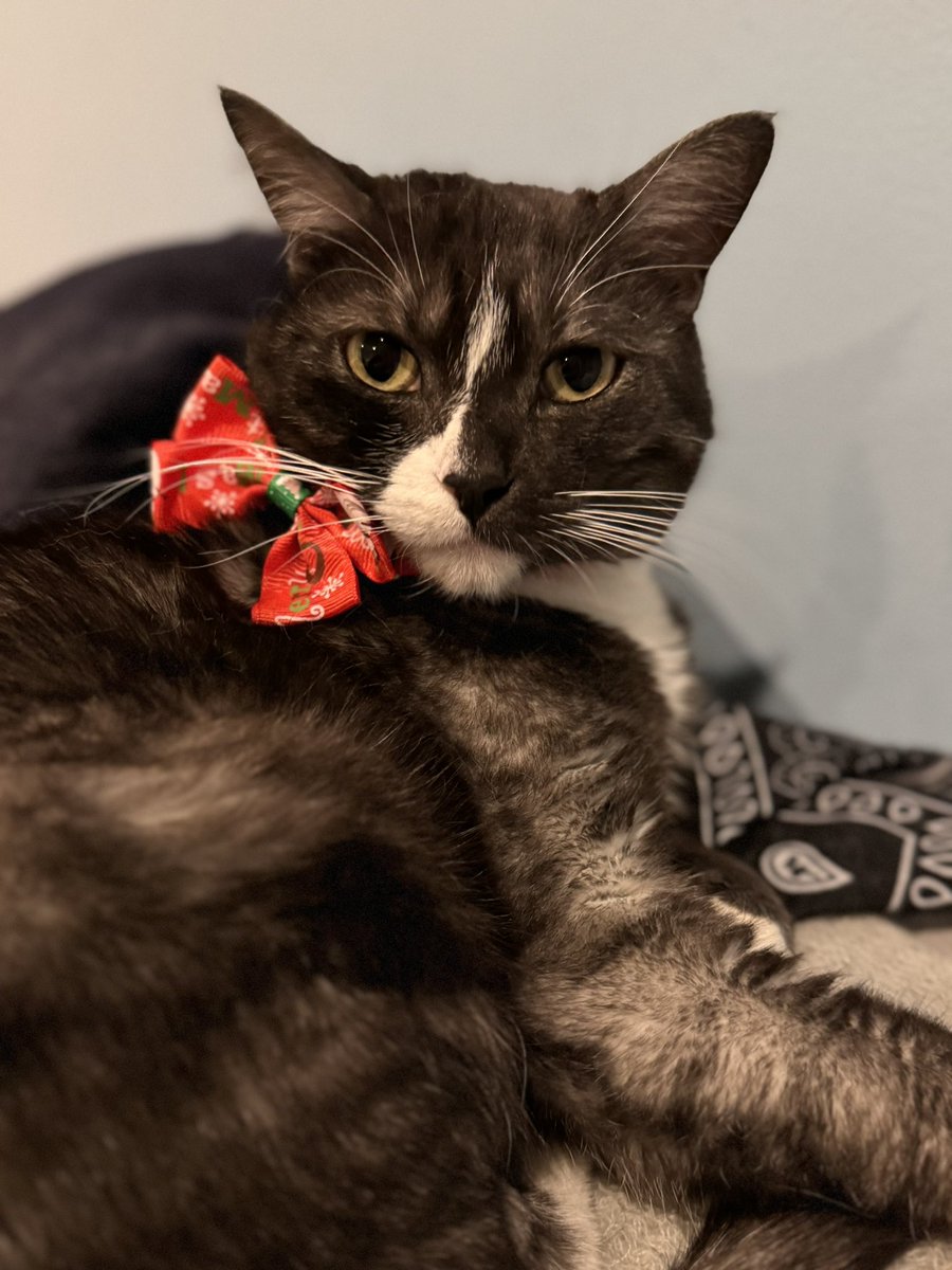 stephkirchen's tweet photo. @sarinaseaaa I have a Stevie too! Here she is with her Christmas bow tie! She was named for Stevie Budd from Schitt’s Creek. An adorable name for a girl! https://t.co/bGPU6oCxxh