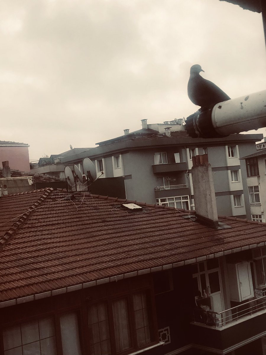 semslal's tweet image. Uruc’um(oruç) lâkin kahvaltı bitene kadar benimle kaldı. Bahtlı vakitler🌹 #güvercin